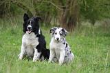 BORDER COLLIE 1574
